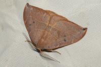 Watsonalla uncinula