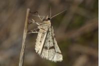 Aspitates ochrearia