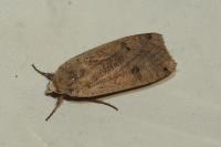 Noctua pronuba