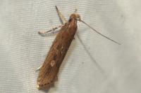 Helcystogramma triannulella