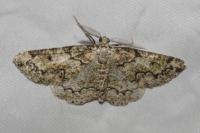 Cleorodes lichenaria