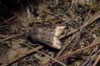 Agrotis ipsilon
