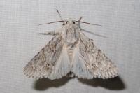 Acronicta aceris