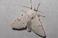 Acronicta leporina