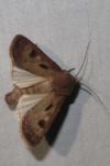 Agrotis exclamationis
