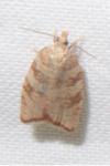 Aleimma loeflingiana