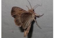Apamea lithoxylaea