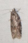 Cnephasia