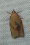 Clepsis consimilana