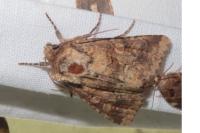 Conisania luteago