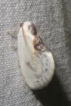 Cilix glaucata