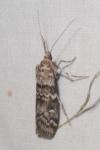 Dioryctria abietella