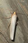 Eilema caniola