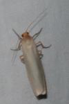Eilema caniola