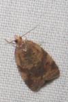 Epagoge grotiana