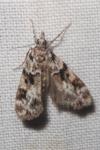 Eudonia delunella