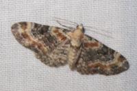 Eupithecia pulchellata
