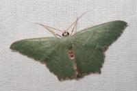 Hemithea aestivaria