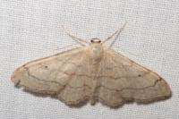 Idaea aversata