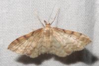 Idaea fuscovenosa