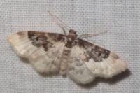 Idaea rusticata