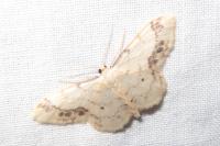 Idaea trigeminata
