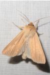 Mythimna pallens