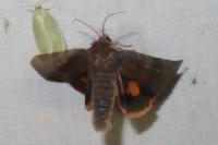 Noctua janthina