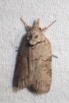 Nycteola revayana