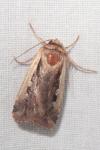 Ochropleura plecta