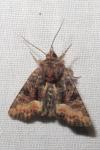 Oligia latruncula/strigilis/versicolor
