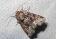 Oligia latruncula/strigilis/versicolor