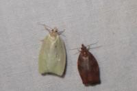 Pandemis heparana