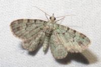 Pasiphila rectangulata