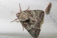 Polyphaenis sericata