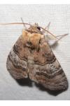 Tethea ocularis