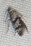 Scythropia crataegella