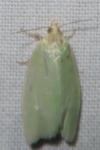 Tortrix viridana