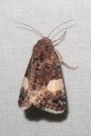 Tyta luctuosa