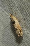 Crocidosema plebejana