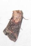 Abrostola triplasia