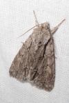 Acronicta psi/tridens