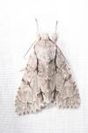 Acronicta psi/tridens