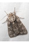 Acronicta rumicis