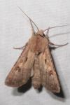 Agrotis exclamationis