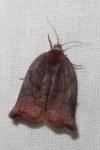Archips podana