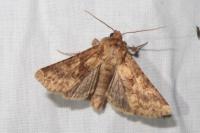Conisania luteago