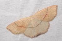 Cyclophora punctaria