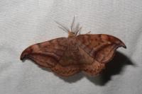 Drepana curvatula