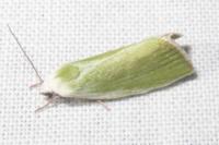 Earias clorana